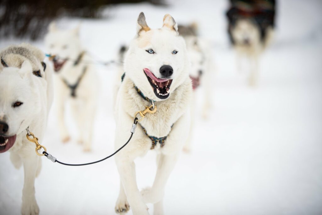 A Romantic Outing in Banff National Park via Dogsled