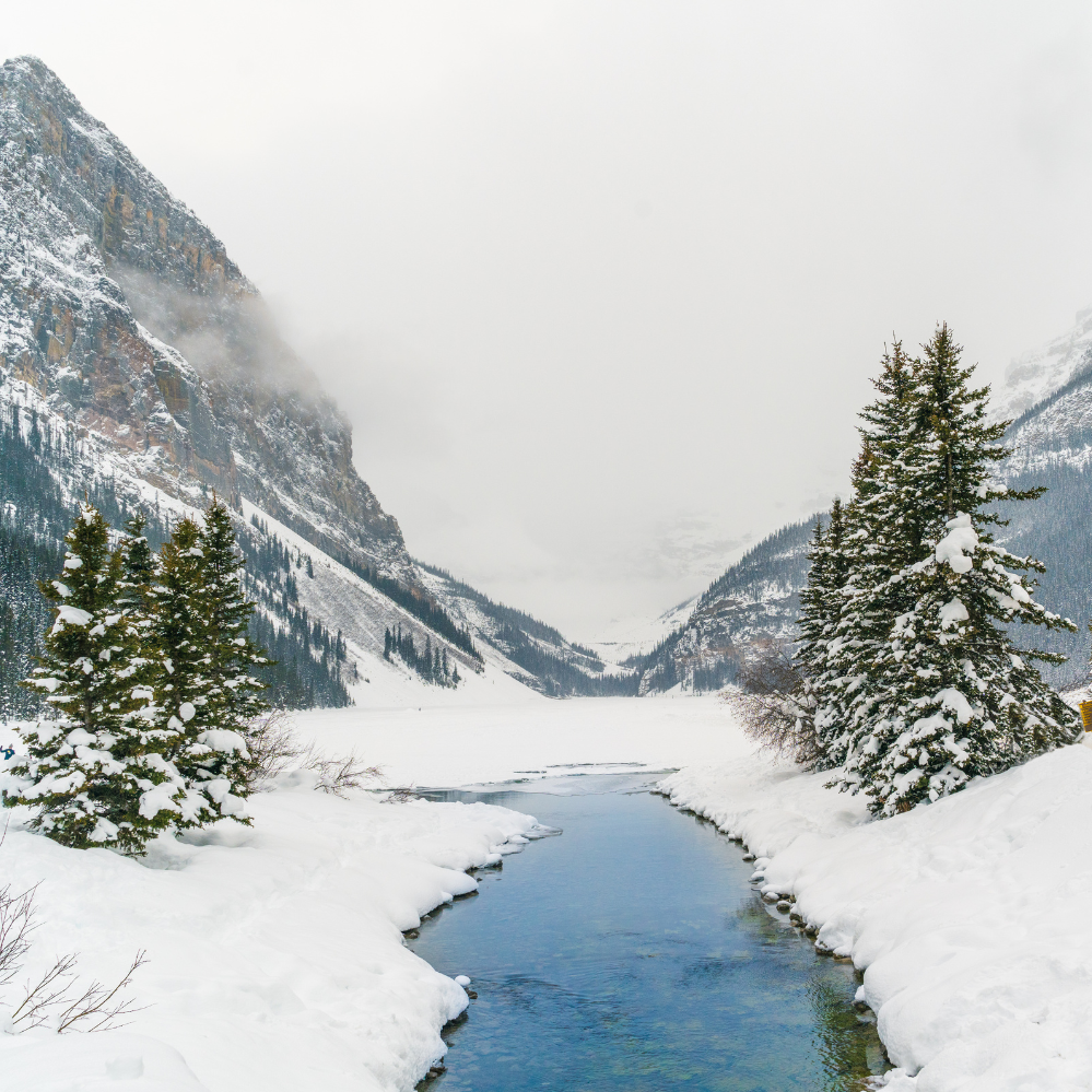 Pet Friendly Lake Louise - This Is Canada