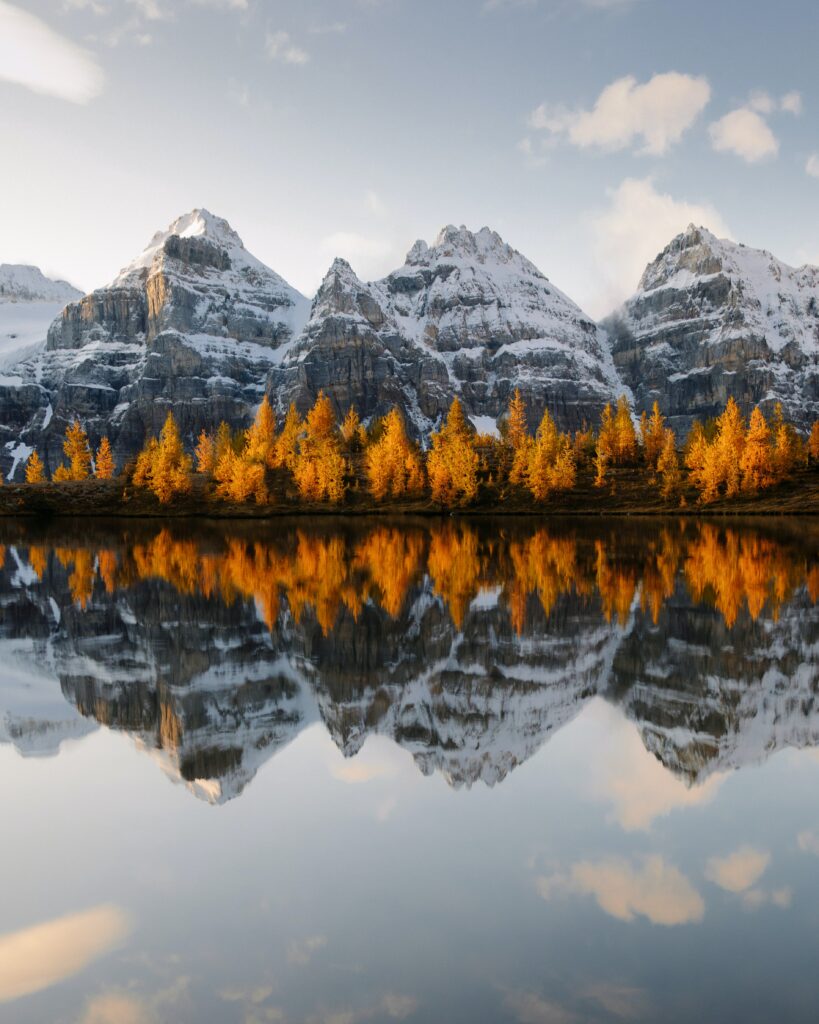 Larches in Banff National Park