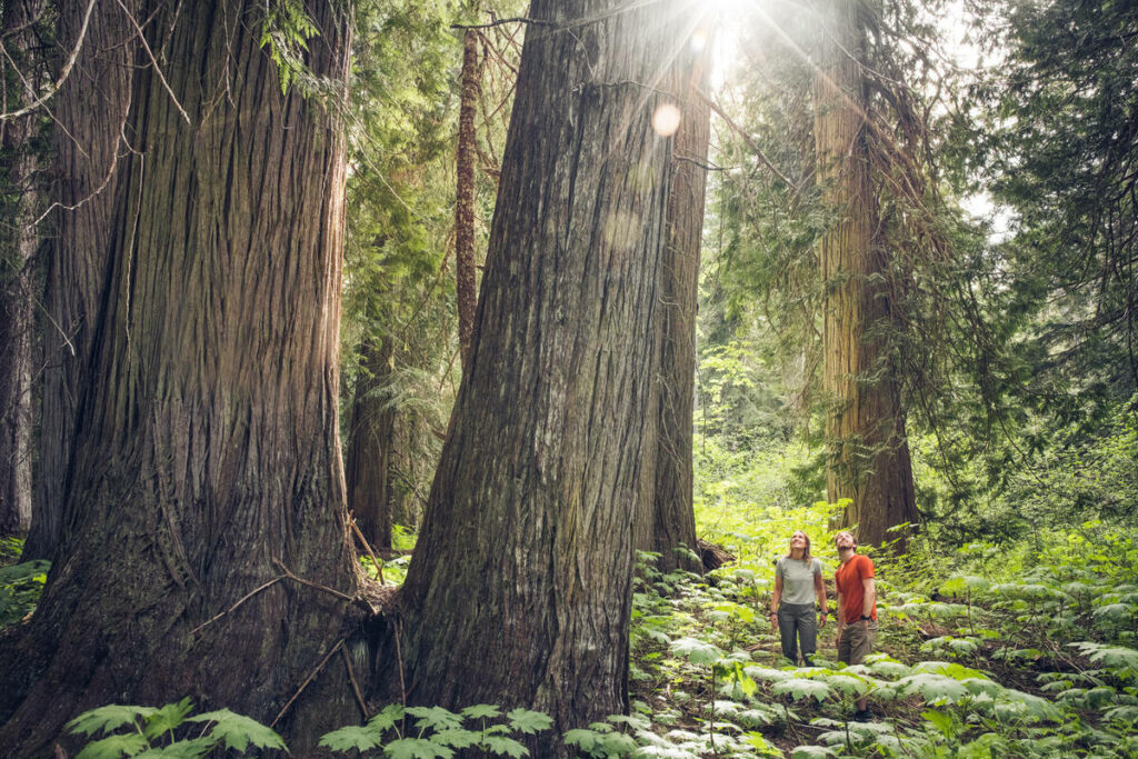 Two hikers on ancient cedars hike