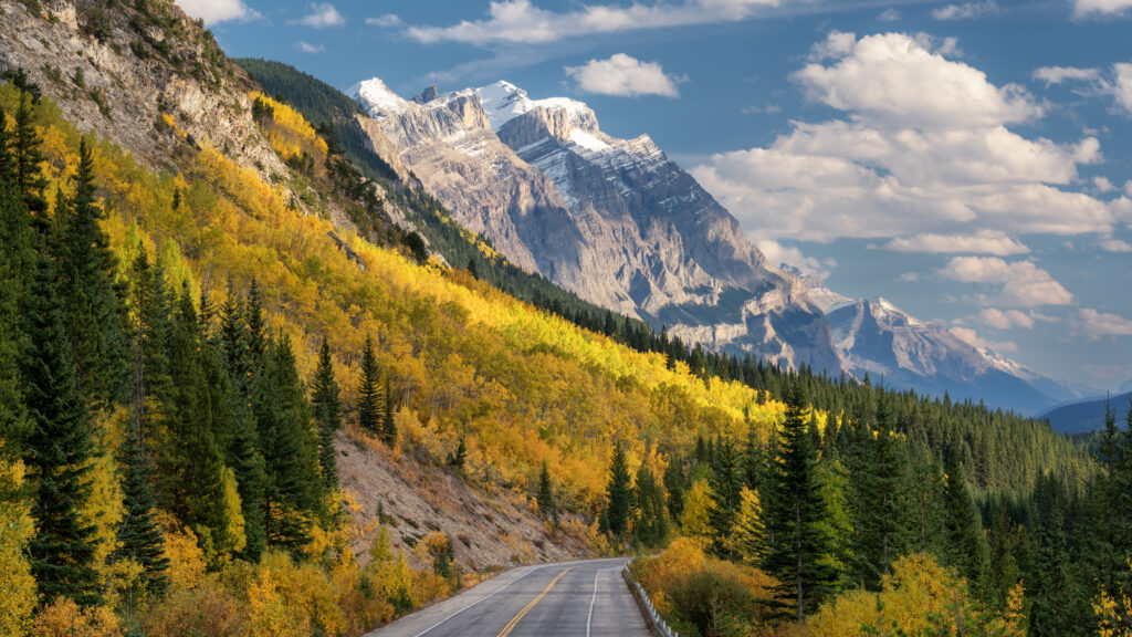 color changing trees along the highway in the Canadian Rockies