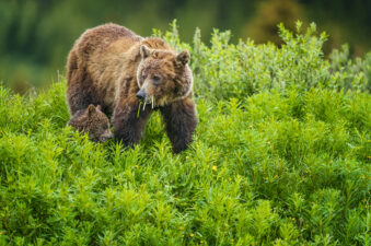 Wildlife in Canada