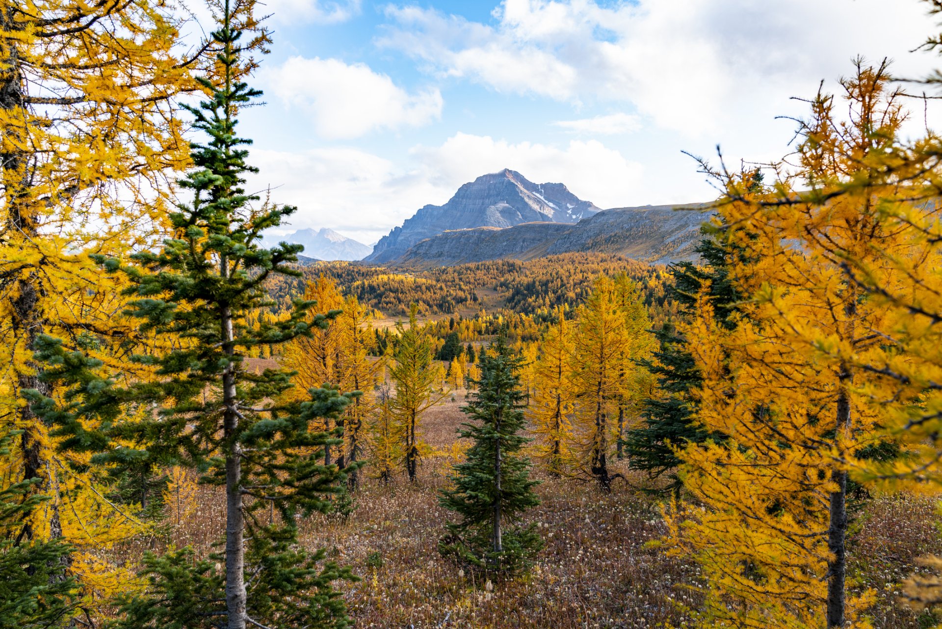 View of the larches in the Canadian Rockies in Canada