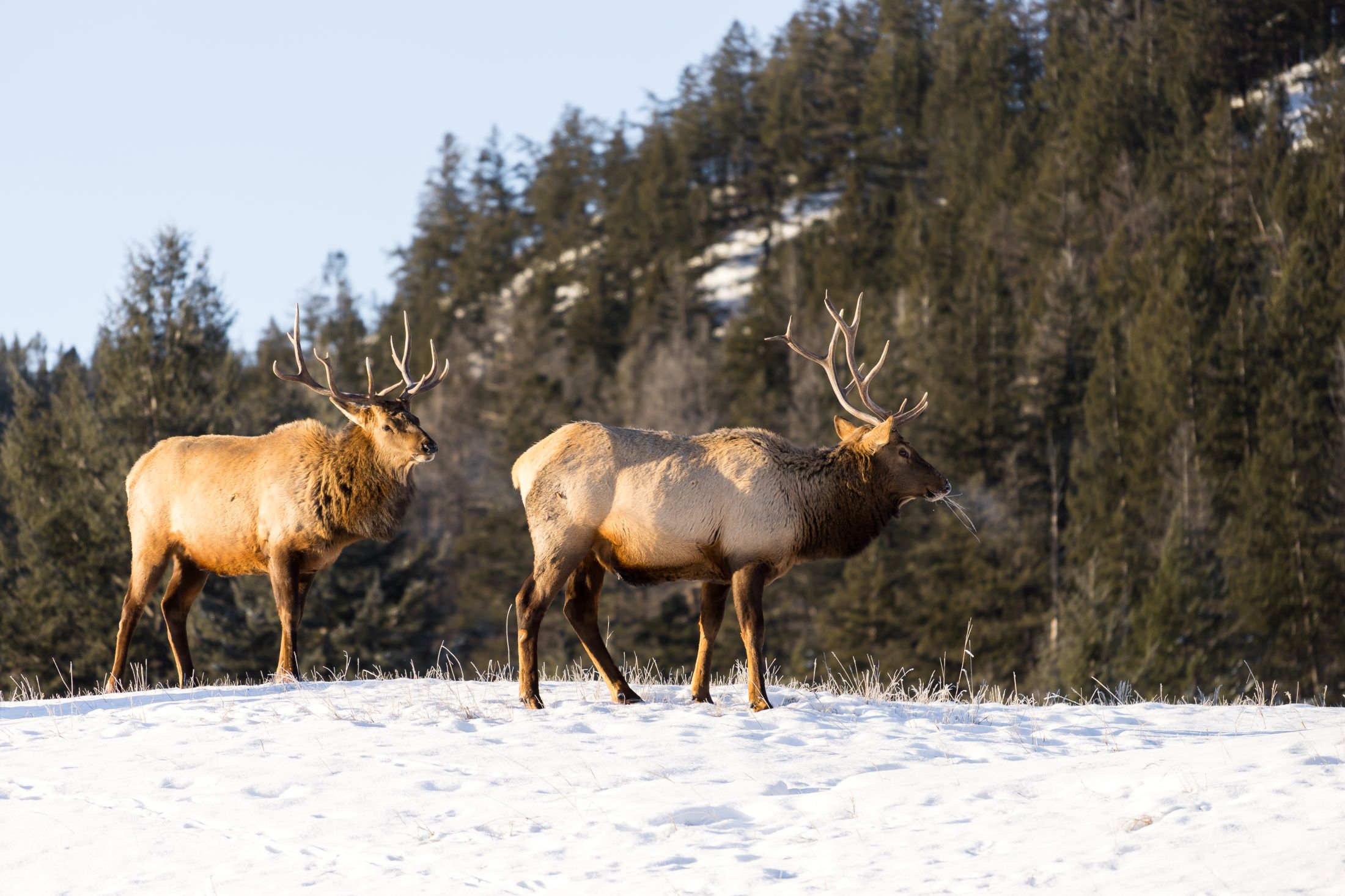 Jasper-Wildlife-CR-Tiffany-Nguyen-@tiffpenguin Elk in Jasper National Park, photo by Tiffany Nguyen @tiffpenguin
