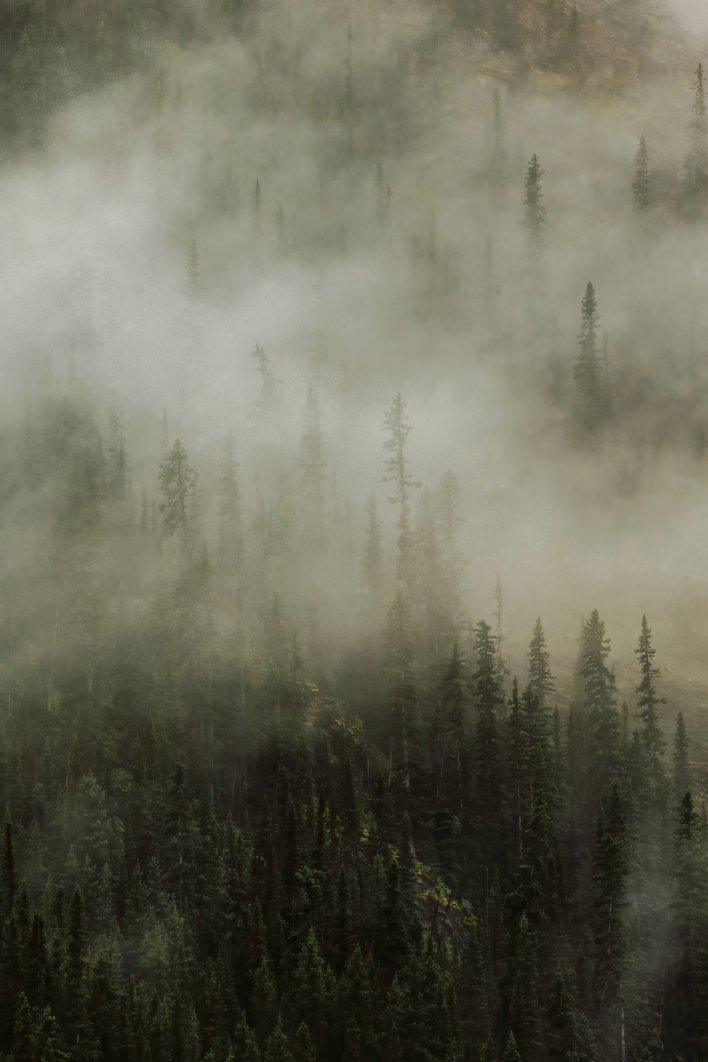 View of the foggy trees at Lake Louise